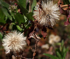 Ampelaster carolinianus