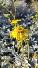 Encelia farinosa