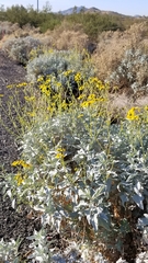 Encelia farinosa