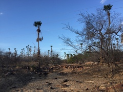 Copernicia prunifera