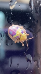 Eurypepla brevilineata