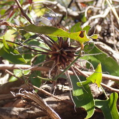 Clematis crispa