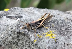 Schistocerca pallens