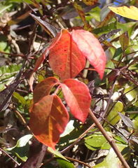 Toxicodendron radicans image