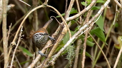 Pheugopedius maculipectus