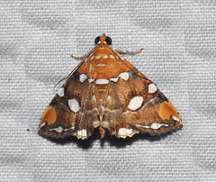 Eulepidotis guttata