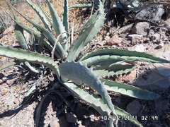 Agave sobria