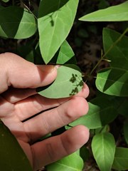 Desmodium psilophyllum