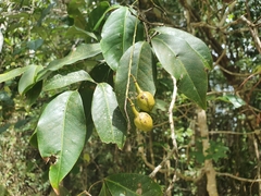 Mischocarpus anodontus