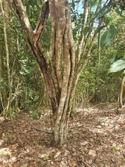 Mischocarpus anodontus