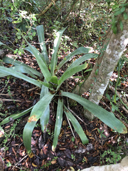 Wittmackia antillana