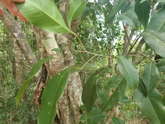 Mischocarpus anodontus