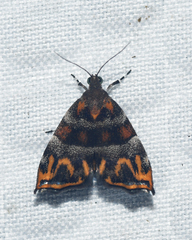 Ornarantia xutholopa