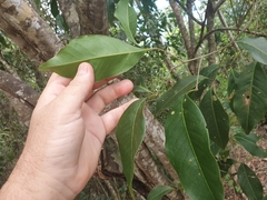 Mischocarpus anodontus