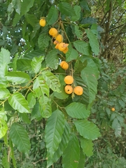 Toechima daemelianum