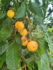 Toechima daemelianum
