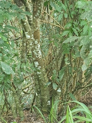 Toechima daemelianum