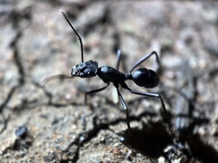 Rhytidoponera punctiventris