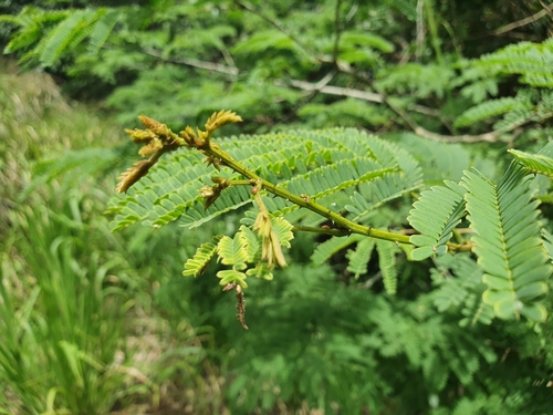 Senegalia albizioides, 2021-12-03