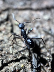 Rhytidoponera punctiventris