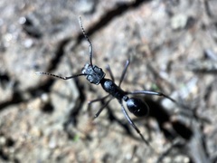 Rhytidoponera punctiventris