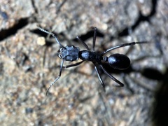 Rhytidoponera punctiventris