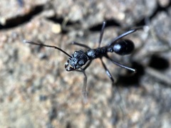 Rhytidoponera punctiventris