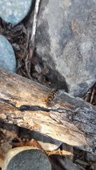 Lapposyrphus aberrantis