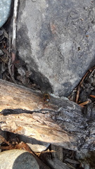 Lapposyrphus aberrantis