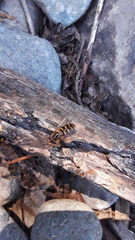 Lapposyrphus aberrantis
