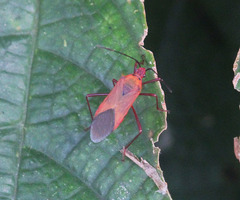 Plinachtus acicularis
