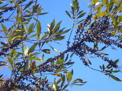 Morella cerifera image