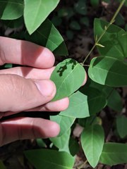 Desmodium psilophyllum