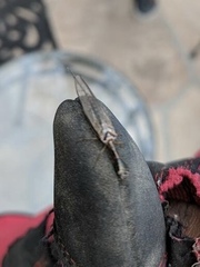 Raphidiidae
