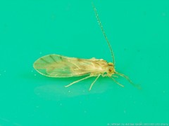 Xanthocaecilius sommermanae