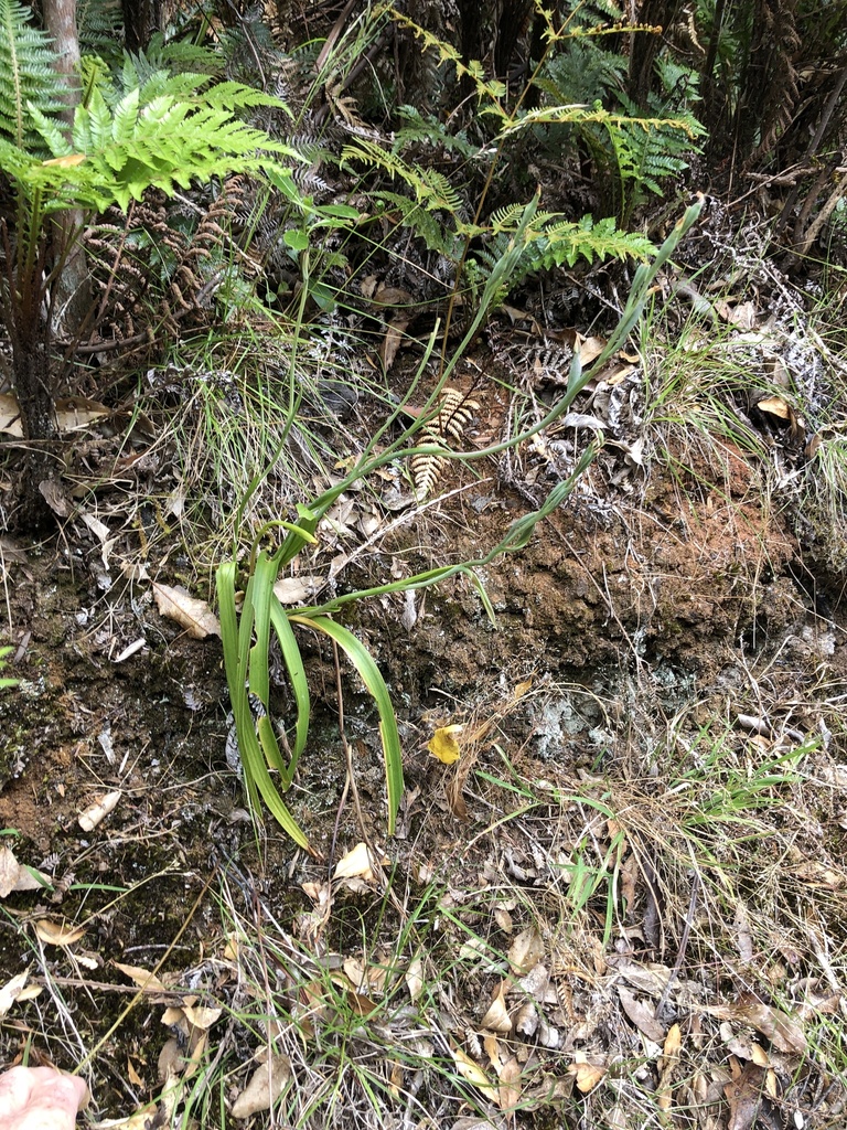 Thelymitra longifolia