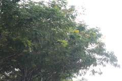 Peltophorum pterocarpum