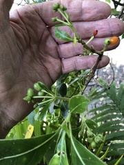 Coprosma lucida lucida