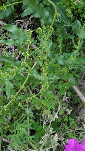 Rumex pulcher iNat (2)
