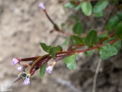 Epilobium clavatum