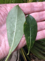 Coprosma lucida lucida