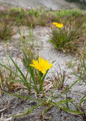 Nothocalais alpestris