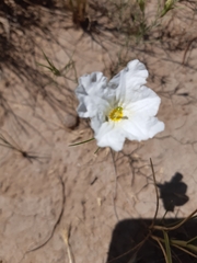 Nierembergia rigida