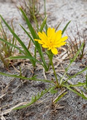 Nothocalais alpestris