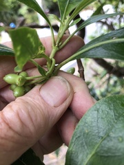 Coprosma lucida lucida