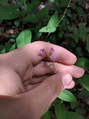 Desmodium psilophyllum