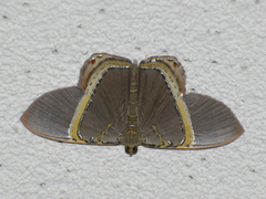 Phrygionis privignaria