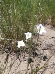 Nierembergia rigida