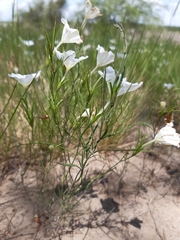 Nierembergia rigida