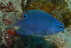 Pomacentrus cuneatus